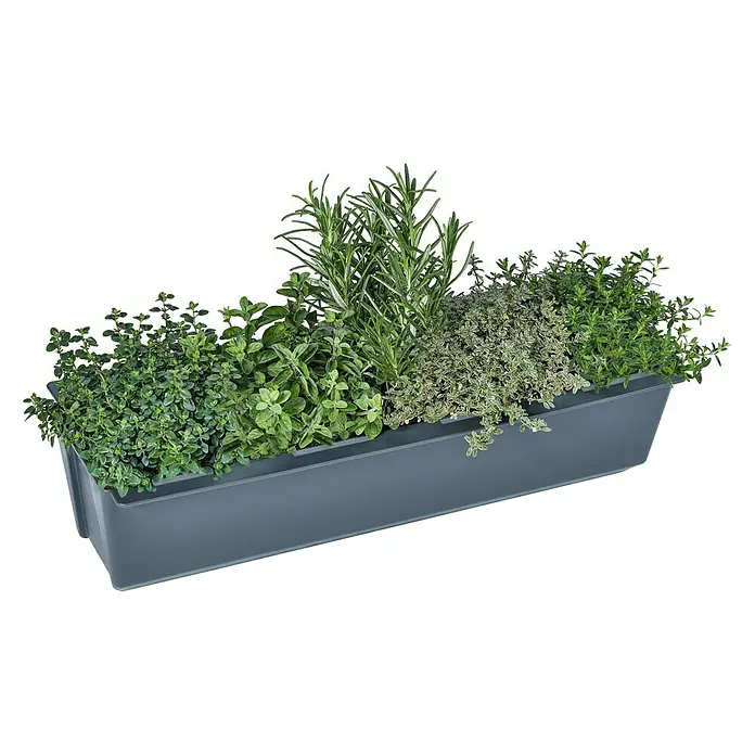 Geli Pflanzkasten-Einsatz Easy - Außenmaß (L x B x H): 37 x 10 x 10 cm, Kunststoff, Anthrazit - Bild eines grauen Kräuterkastens mit verschiedenen Kräutern. Er ist perfekt für die Fensterbank und bringt frische Kräuter in die Küche.