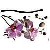 Komar Dekosticker (Orchidee, Rosa/Weiß/Grün, 100 x 70 cm)