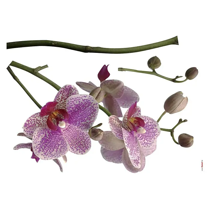 Komar Dekosticker Orchidee - Rosa/Weiß/Grün, 100 x 70 cm - Nahaufnahme einer blühenden Orchidee mit violetten Tupfen.