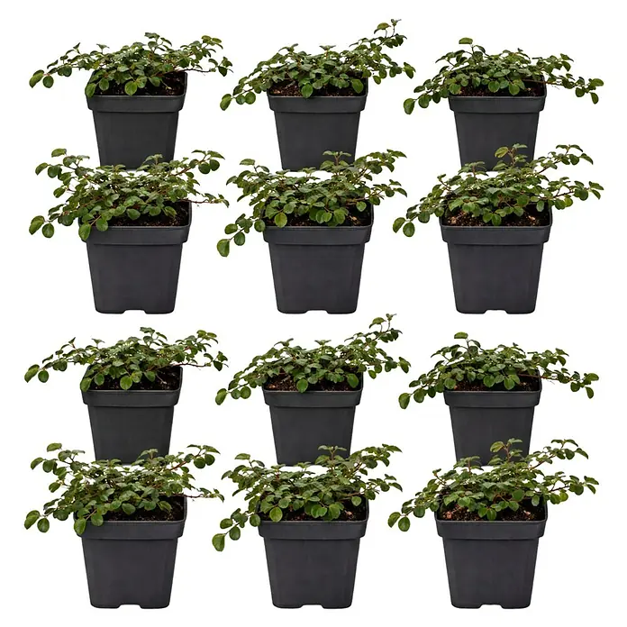 Piardino Teppichmispel Radicans - Cotoneaster dammeri radicans, Topfgröße: 9 cm, Weiß - Neun kleine grüne Pflanzen in dunklen, quadratischen Töpfen, in drei Reihen angeordnet.
