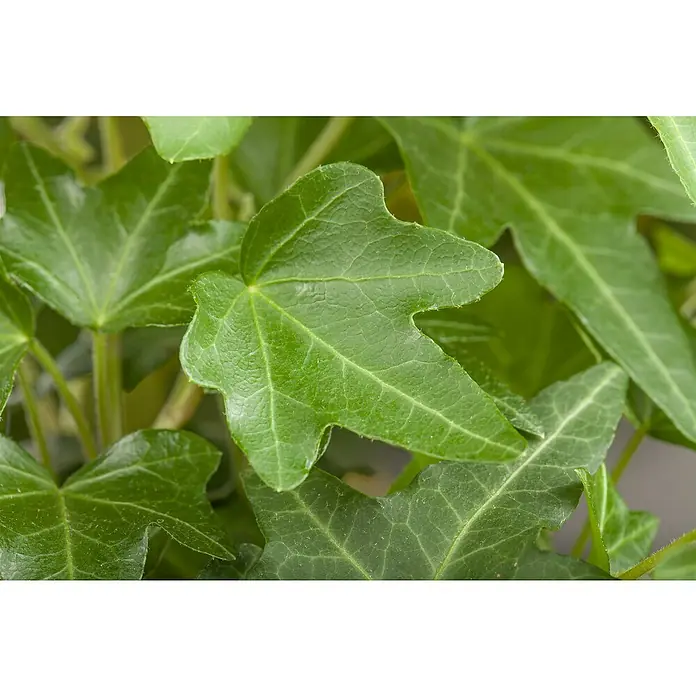 Piardino Efeu - Hedera helix, Grün/Gelb - Nahaufnahme von leuchtend grünen Efeublättern mit sichtbaren Adern, die ihre ausgeprägte gelappte Form und glänzende Textur zeigen.