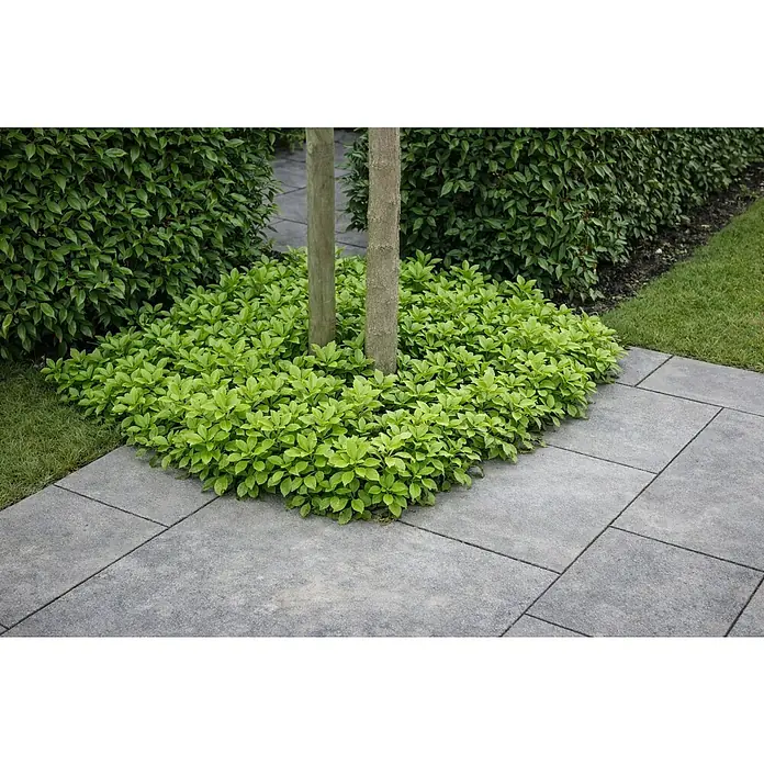 Piardino Dickmännchen Schattengrün - Weiß - Graue Pflastersteine bilden einen sauberen Terrassenrand neben leuchtend grünen Bodendeckern und Baumstämmen im Garten.