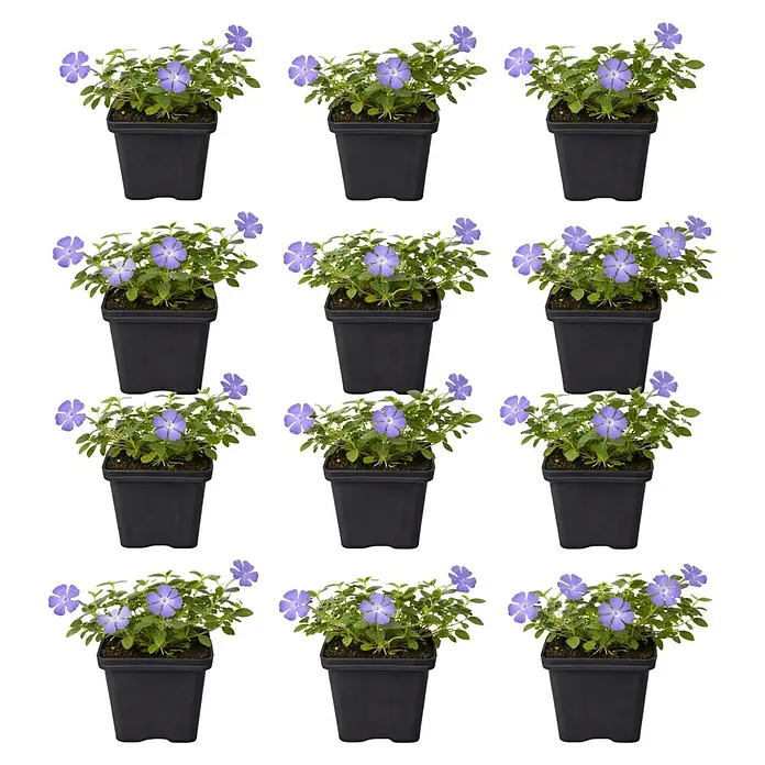 Piardino Kleinblättriges Immergrün - Vinca minor, Topfgröße: 9 cm, Blau - Kleine Topfpflanze mit leuchtend violetten Blüten in einem schwarzen Gefäß.