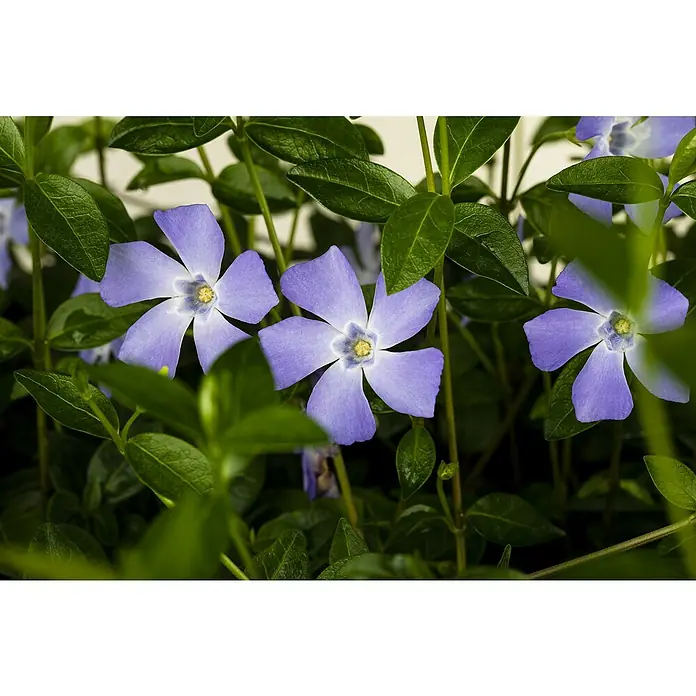 Piardino Kleinblättriges Immergrün - Vinca minor, Topfgröße: 9 cm, Blau - Mehrere lila Immergrün-Blüten mit fünf Blütenblättern, eingebettet in lebendiges grünes Laub.
