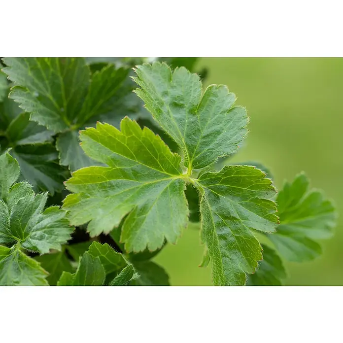 Piardino Dreiblättrige Waldsteinie - Waldsteinia ternata, Gelb - Nahaufnahme von leuchtend grünen, gezackten Blättern mit sichtbaren Adern und feinen Härchen.