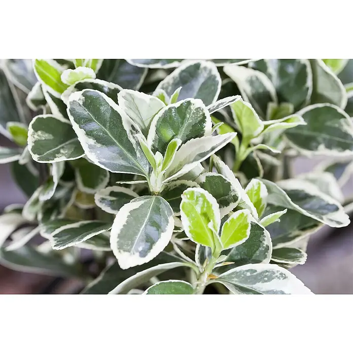 Piardino Spindelstrauch Emerald Gaiety - Euonymus fortunei 'Emerald Gaiety', Grün mit weißer Umrandung - Buntblättrige Pflanze mit dunkelgrünen Blättern und weißem Rand.