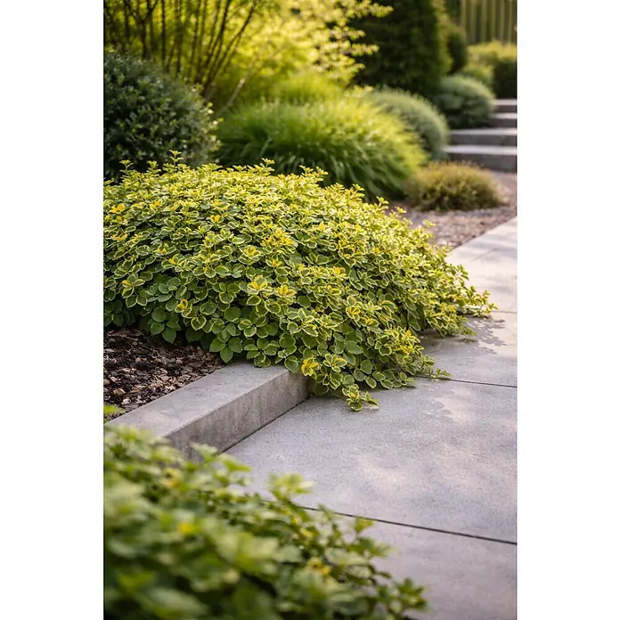 Piardino Spindelstrauch Emerald Gold - Euonymus fortunei 'Emerald Gold', Gelb/Grün - Ein lebhafter grün-gelb panaschierter Strauch neben einem grauen Betonweg im Garten.