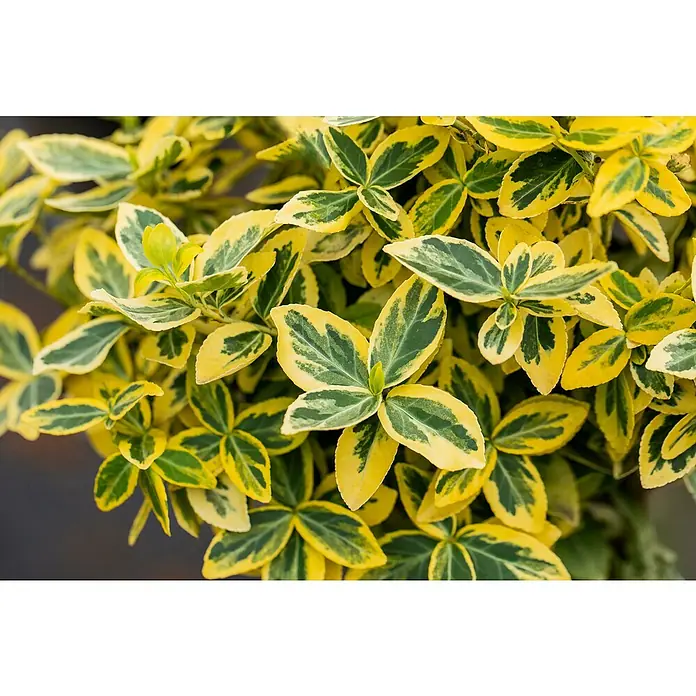Piardino Spindelstrauch Emerald Gold - Euonymus fortunei 'Emerald Gold', Gelb/Grün - Buntblättrige Pflanze mit grünen und gelben Blättern.