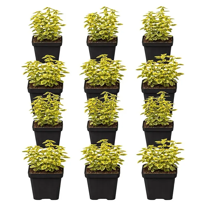 Piardino Spindelstrauch Emerald Gold - Euonymus fortunei 'Emerald Gold', Gelb/Grün - Mehrere kleine Pflanzen mit gelb-grün panaschierten Blättern in schwarzen quadratischen Töpfen.