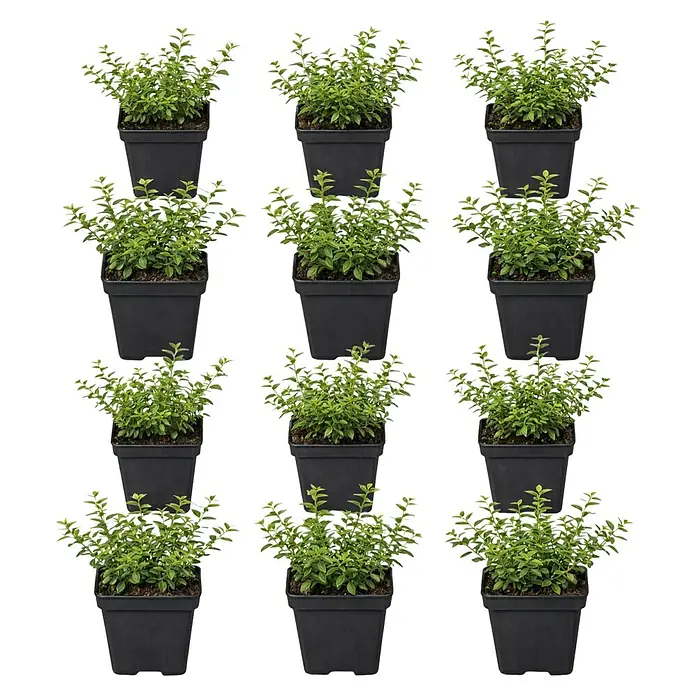 Piardino Heckenmyrthe Maigrün - Lonicera nitida 'Maigrün', Weiß - Zwölf kleine grüne Pflanzen in schwarzen quadratischen Töpfen, rasterförmig angeordnet.