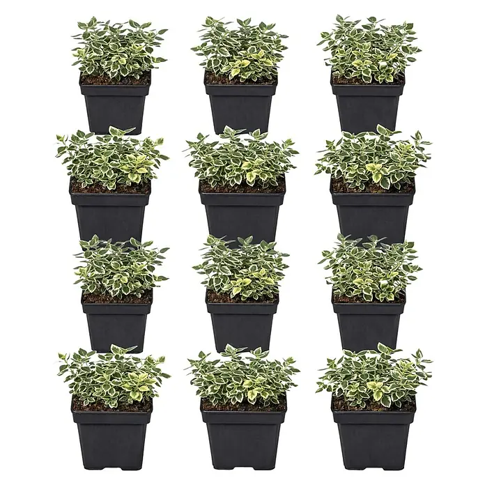 Piardino Spindelstrauch Emerald Gaiety - Euonymus fortunei 'Emerald Gaiety', Grün mit weißer Umrandung - Mehrere bunte Topfpflanzen in schwarzen quadratischen Töpfen.