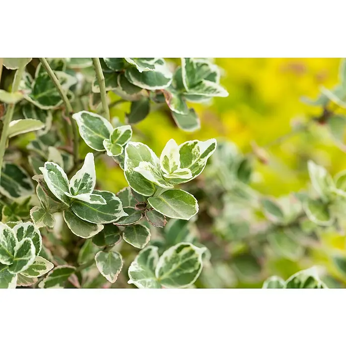 Piardino Weißbunte Kriechspindel 'Harlequin' - Euonymus fortunei 'Harlequin', Topfgröße: 9 cm, Grün mit weißer Umrandung - Buntblättrige Pflanze mit grün-weißen Blättern, einige mit zarten Rosatönen.