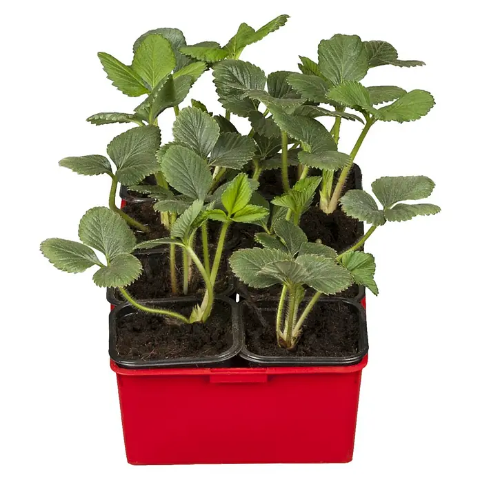 Erdbeere Bio - Fragaria ananassa ‘Senga Sengana’, 6 Stk. - Junge Erdbeerpflanzen in schwarzen Anzuchttöpfen in einer roten Trageschale.