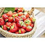 Fragaria elatior grandiflora 25