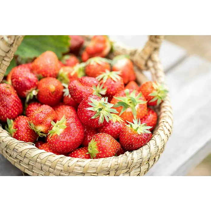 Erdbeere Bio - Fragaria ananassa ‘Senga Sengana’, 6 Stk. - Geflochtener Korb voll reifer, roter Erdbeeren mit grünen Stielen, auf einer hellen Holzoberfläche.