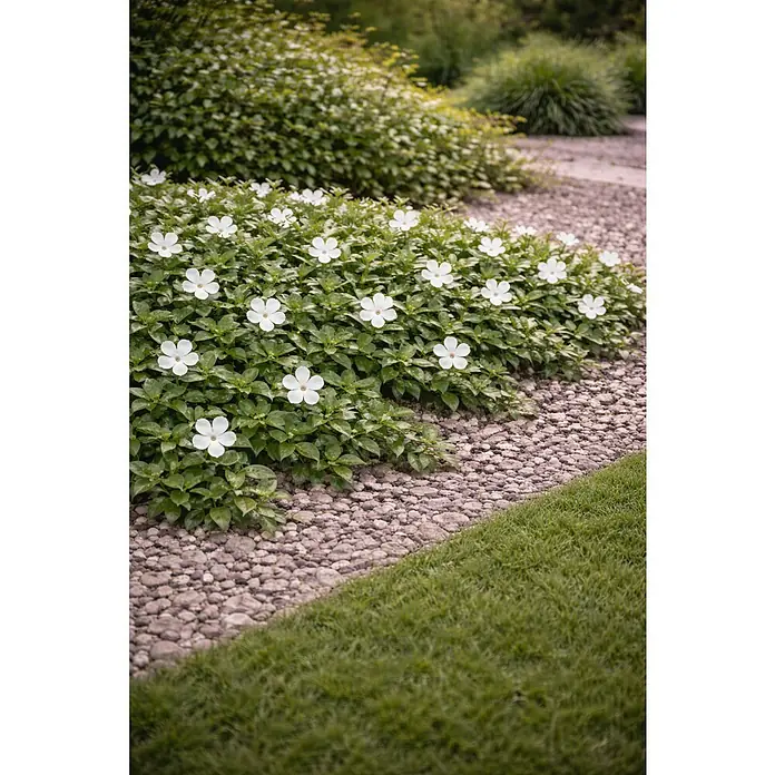 Piardino Kleinblättriges Immergrün - Vinca minor, Weiß - Weiße Blüten auf grünen Pflanzen in einem Blumenbeet neben einem Kiesweg und Rasen.