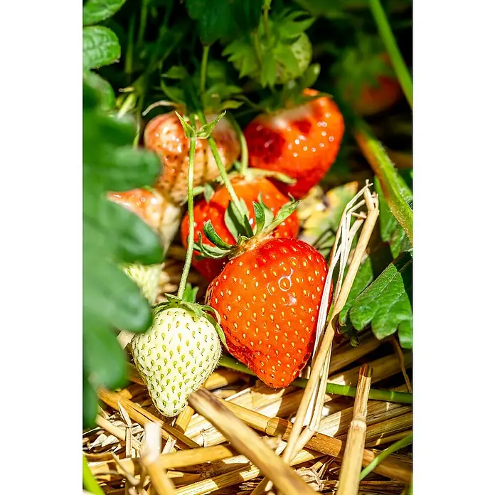 Erdbeere Bio - Fragaria ananassa ‘Senga Sengana’, 6 Stk. - Nahaufnahme reifender Erdbeeren, darunter rote und weiße, die auf Stroh zwischen grünen Blättern wachsen.