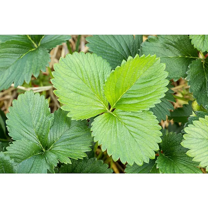 Erdbeere Bio - Fragaria ananassa ‘Senga Sengana’, 6 Stk. - Frische grüne Erdbeerblätter an einer Pflanze, mit charakteristischer Textur und Form.