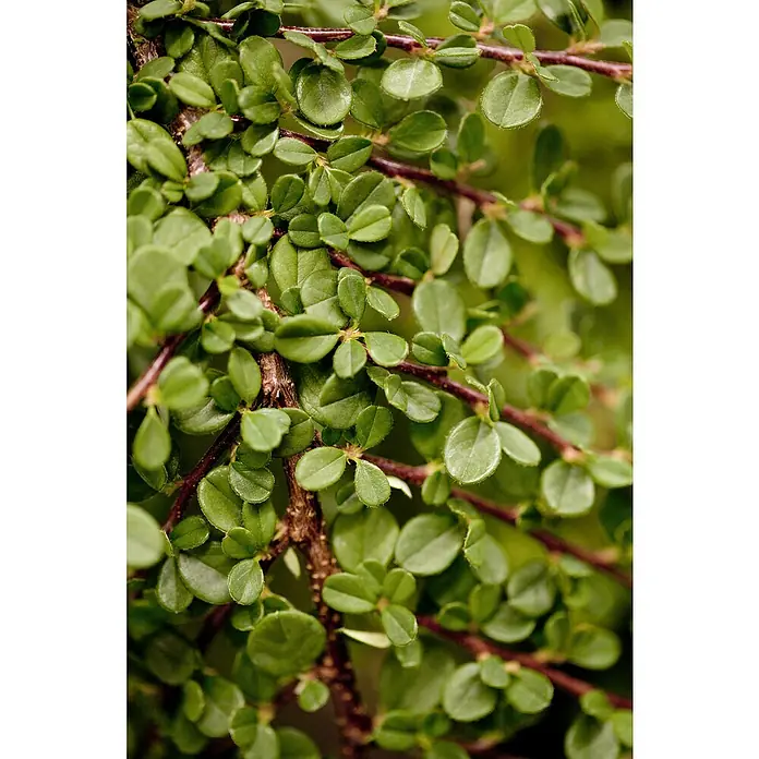 Piardino Teppichmispel - Cotoneaster dammeri, Topfgröße: 9 cm, Weiß/Hellrosa - Kleine grüne Blätter an rotbraunen Pflanzenstielen.