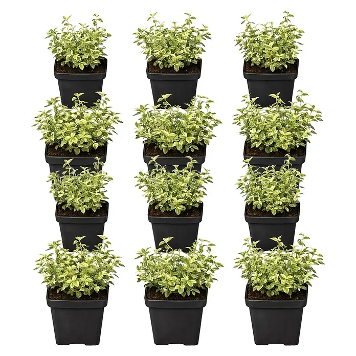 Piardino Weißbunte Kriechspindel 'Harlequin' - Euonymus fortunei 'Harlequin', Topfgröße: 9 cm, Grün mit weißer Umrandung - Zwölf kleine Topfpflanzen mit panaschierten grünen Blättern in schwarzen quadratischen Töpfen.