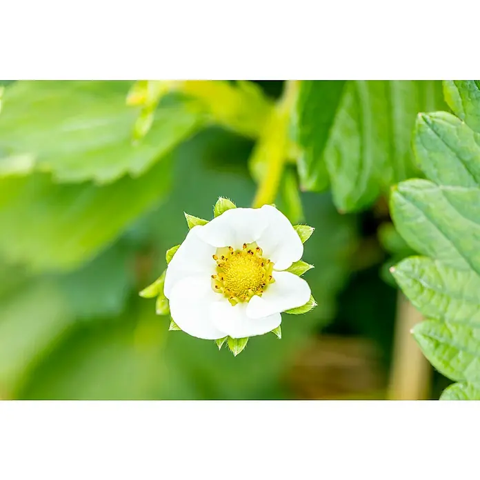 Erdbeere Bio - Fragaria ananassa ‘Senga Sengana’, 6 Stk. - Nahaufnahme einer weißen Erdbeerblüte mit gelber Mitte und grünen Kelchblättern an einer Pflanze.