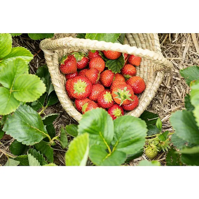 Erdbeere Bio - Fragaria ananassa ‘Senga Sengana’, 6 Stk. - Frisch gepflückte rote Erdbeeren in einem hellen Weidenkorb, eingebettet in grüne Erdbeerpflanzen.