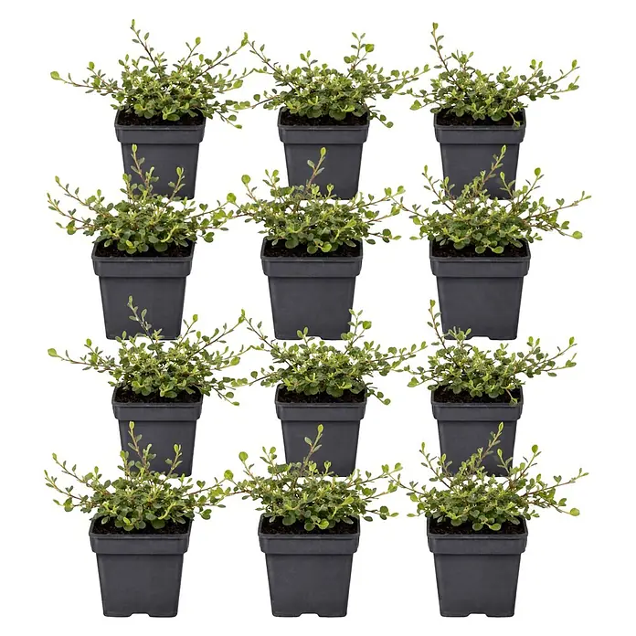 Piardino Teppichmispel - Cotoneaster dammeri, Topfgröße: 9 cm, Weiß/Hellrosa - Mehrere junge grüne Pflanzen in dunklen quadratischen Plastiktöpfen.