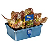 Lactuca sativa capitata 0 Lollo Bionda 6