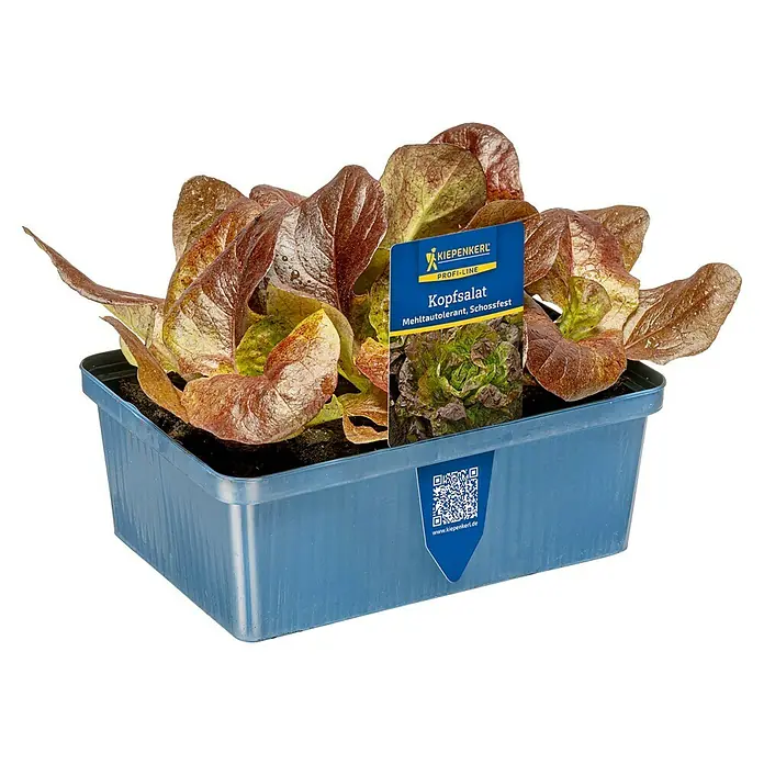 Piardino Blattsalat Rot 6er Schale - Latuca sativa - Rote und grüne Kopfsalatsämlinge in einem blauen, rechteckigen Kunststoffpflanzgefäß mit Pflanzenetikett.
