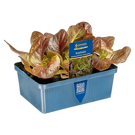 Piardino  Blattsalat Rot 6er Schale