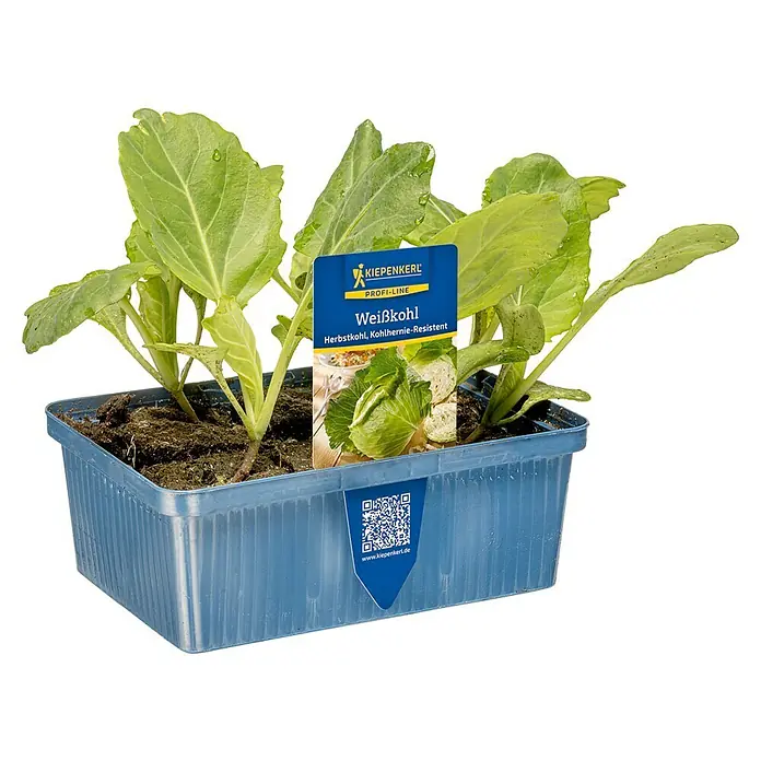 Kopfkohl 6er Schale - Brassica oleracea - Weißkohl-Setzlinge in blauem Kunststofftopf mit Pflanzetikett.