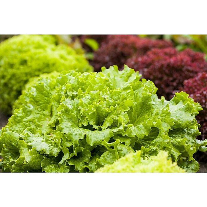 Lactuca sativa LolloBionda 14 Lollo Bio