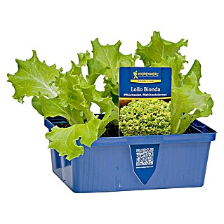 Piardino Kopfsalat 6er Schale (Lactuca sativa Lollo Bionda)