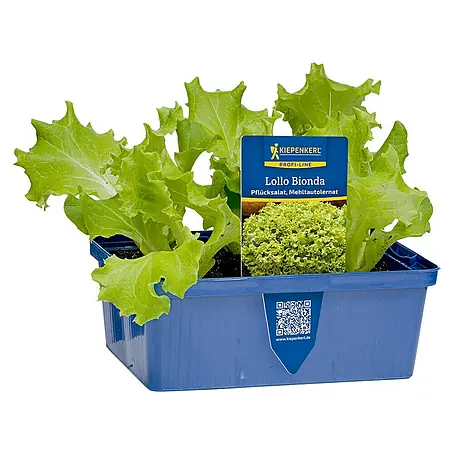Piardino  Pflücksalat 6er Schale