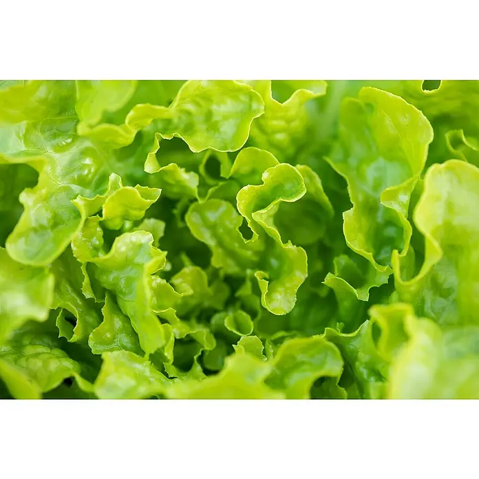 Piardino Eichblattsalat 6er Schale - Lactuca sativa var. capitata, Erntezeit: Juni - Lebendig grüne, frische, krause Salatblätter.