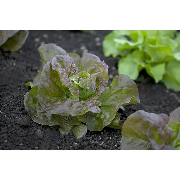 Piardino Eisbergsalat 6er Schale - Lactuca sativa var. capitata Lollo Bionda, Erntezeit: Juni - Eine lebendige Salatpflanze mit grünen und rot-violetten Blättern, die in dunkler Erde wächst, mit anderen unscharfen Salatpflanzen im Hintergrund.