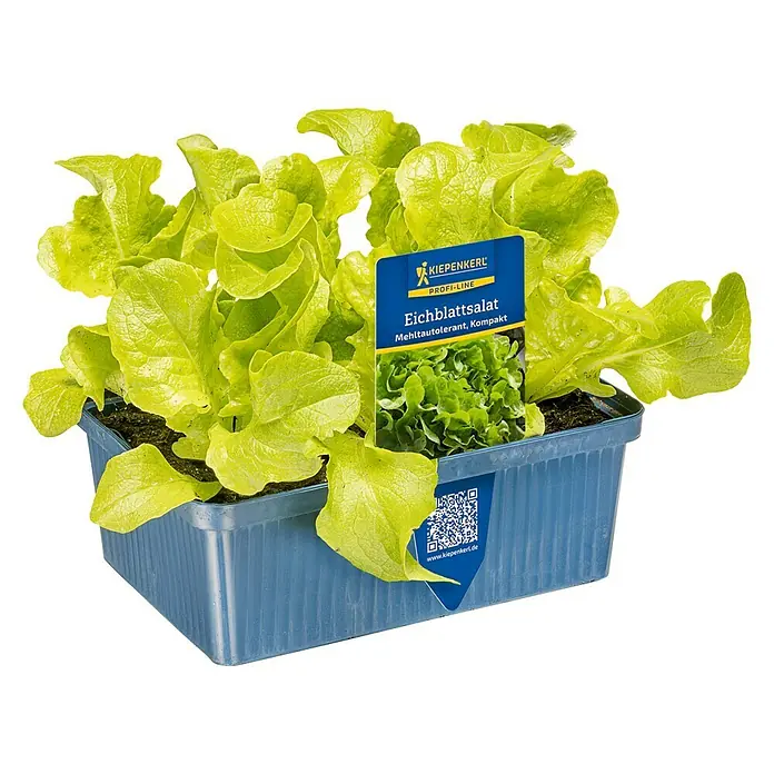 Piardino Eichblattsalat 6er Schale - Lactuca sativa var. capitata, Erntezeit: Juni - Helles grünes Eichblattsalat in einem gerippten blauen Topf mit KIEPENKERL Pflanzenetikett.