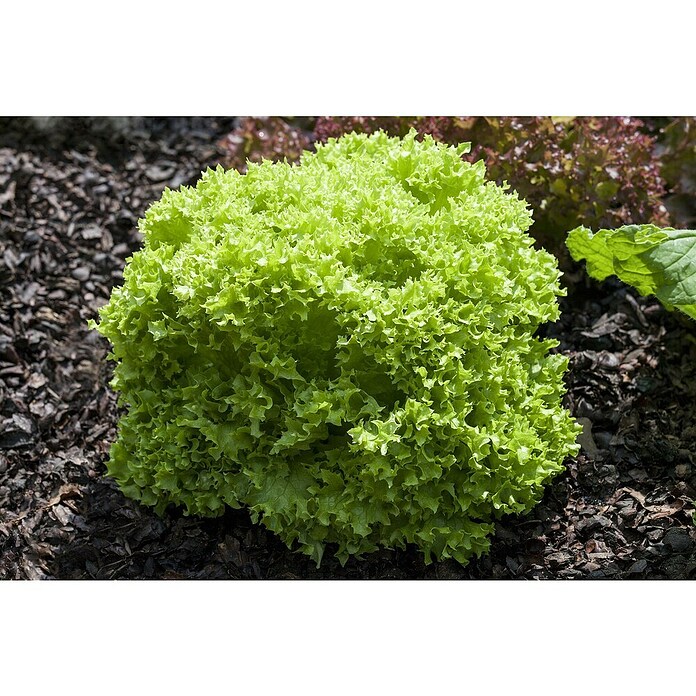 Lactuca sativa LolloBionda 14 Lollo Bio