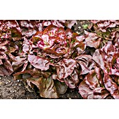 Lactuca sativa capitata 0 Lollo Bionda 6