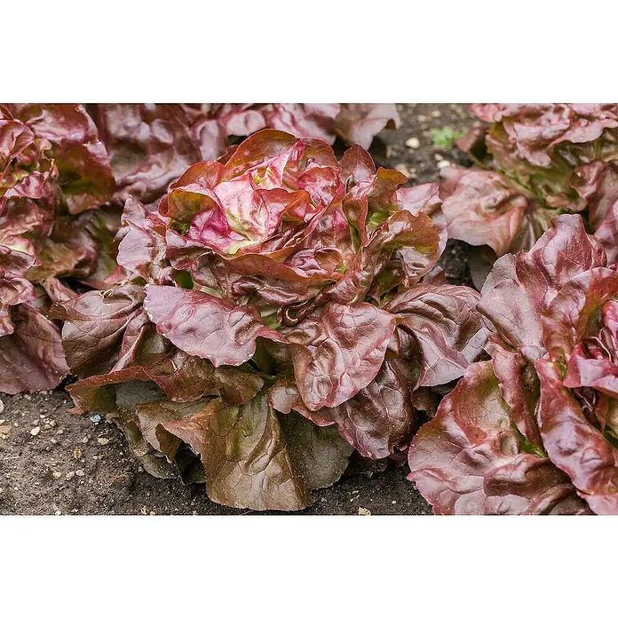 Piardino Eisbergsalat 6er Schale - Lactuca sativa var. capitata Lollo Bionda, Erntezeit: Juni - Roter Salat mit gekräuselten, bordeauxroten Blättern, der in dunkler Erde wächst.