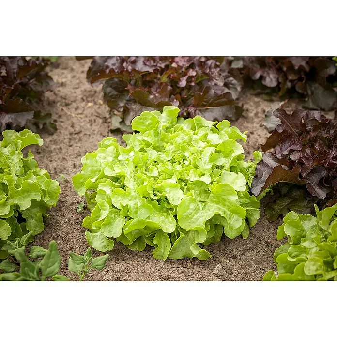 Piardino Eichblattsalat 6er Schale - Lactuca sativa var. capitata, Erntezeit: Juni - Frischer grüner Salat im Gartenbeet, umgeben von roten Salatsorten.