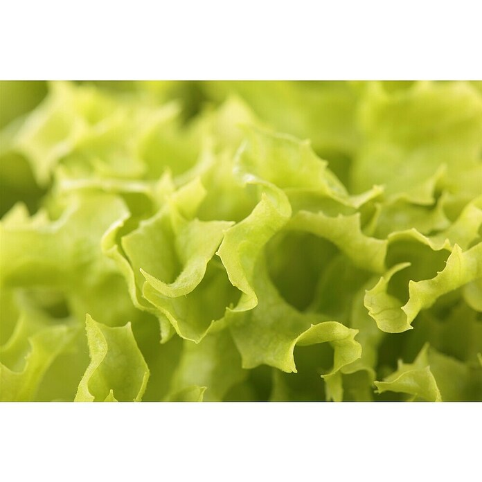 Lactuca sativa LolloBionda 14 Lollo Bio