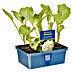 Piardino Blumenkohl 6er Schale 