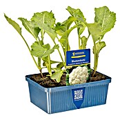 Brassica olerac. var. botrytis Blumenkoh