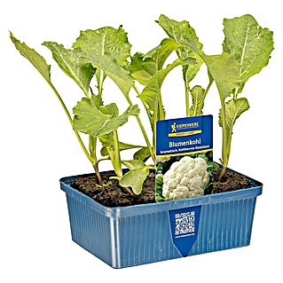 Piardino Blumenkohl 6er Schale (Brassica olerac. var. Botryti)