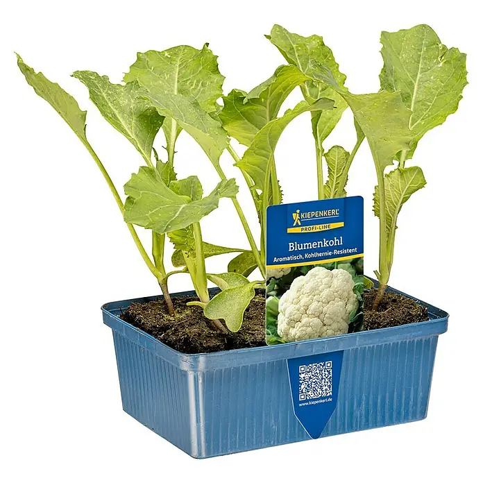 Piardino Blumenkohl 6er Schale - Brassica olerac. var. Botryti - Grüne Blumenkohlpflanzen in einem blauen Plastikpflanzgefäß mit 'Blumenkohl'-Etikett.