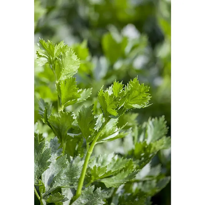 Piardino Sellerie 6er Schale - Apium graveolens var. rapeceum, Erntezeit: September - Frische grüne Selleriepflanzen mit lebendigen Blättern und Stielen.