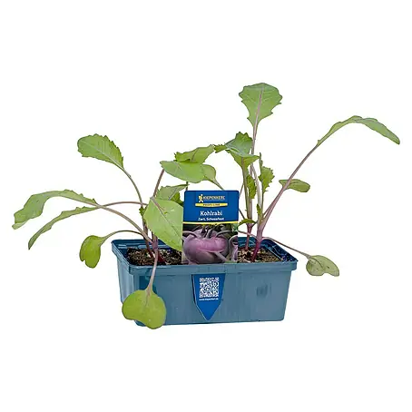 Piardino  Kohlrabi 6er Schale