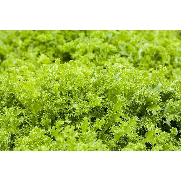 Cichorium endivia 6 konventionell 6 in S