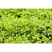 Cichorium endivia 6 konventionell 6 in S